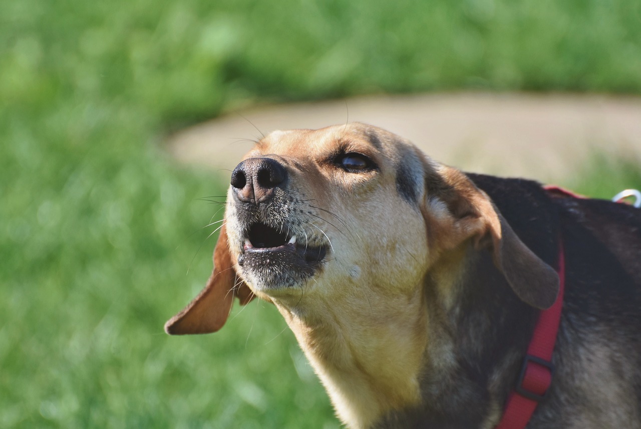 Collier anti-aboiement électrique pour chien : Un moyen sûr et efficace